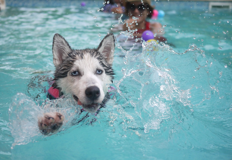 강아지 수영