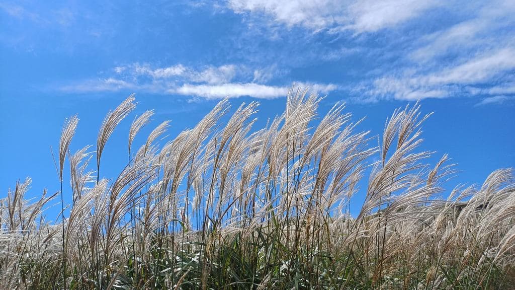 [경남 합천] 지역 가을 축제❘황매산 억새 축제❘기간, 일정, 실시간 개화 현황