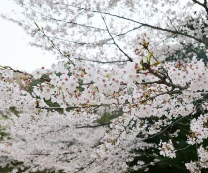 영산강 벚꽃
