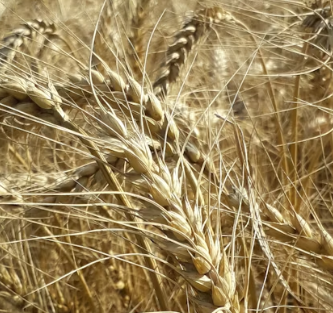 카무트 효소 효능 및 먹는법 총정리