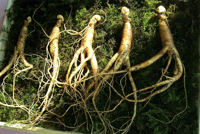 인삼다당체의 활용