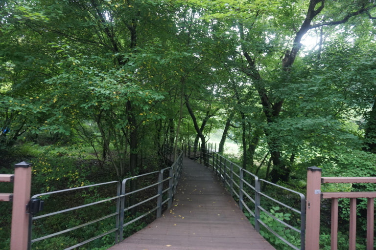 포천 국립수목원의 전경 – 울창한 숲과 정돈된 산책길이 어우러진 자연 생태 공간