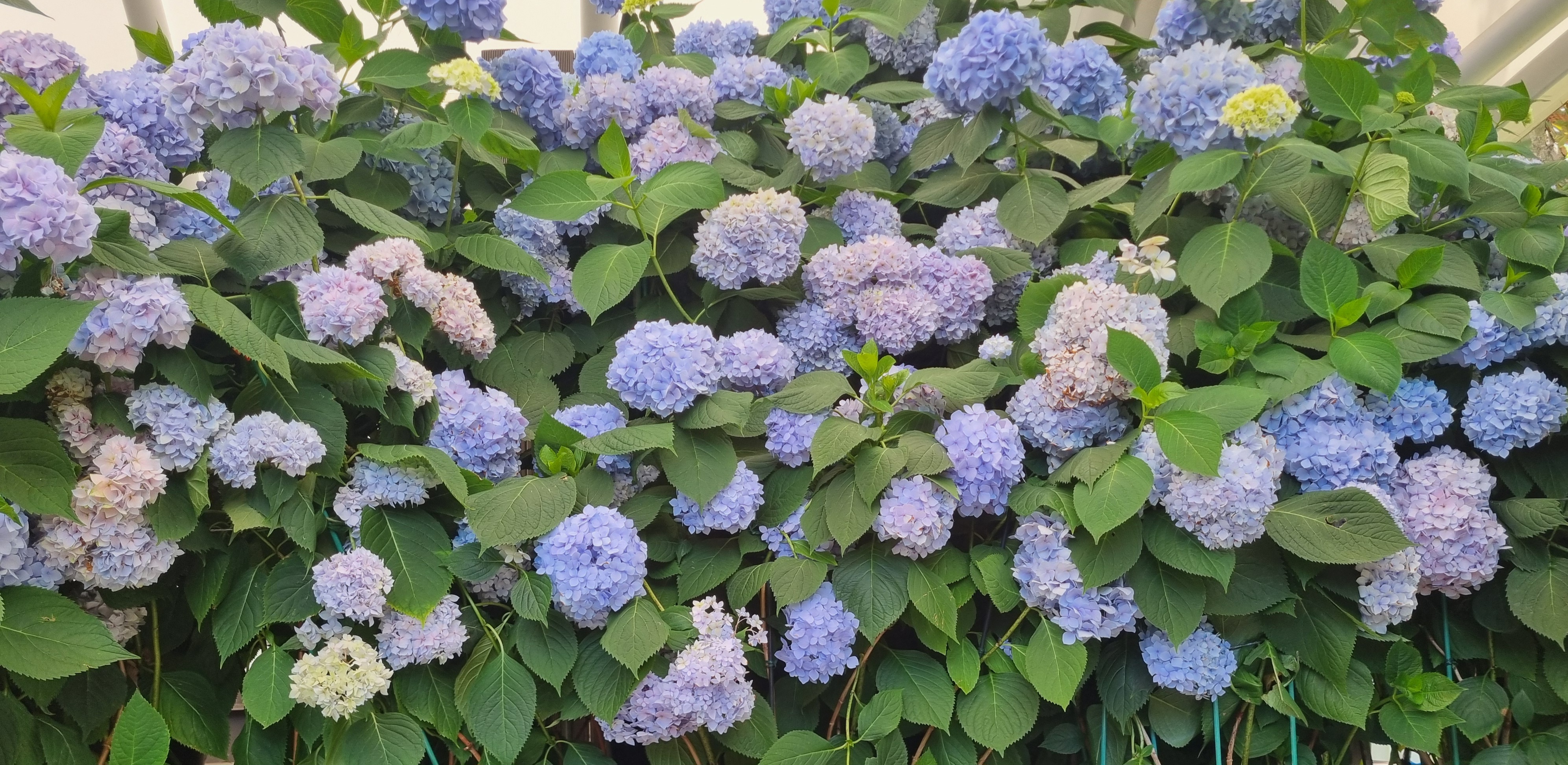 다양한 색의 수국이 어우러진 정원