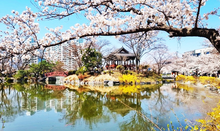 김천 연화지 벚꽃길