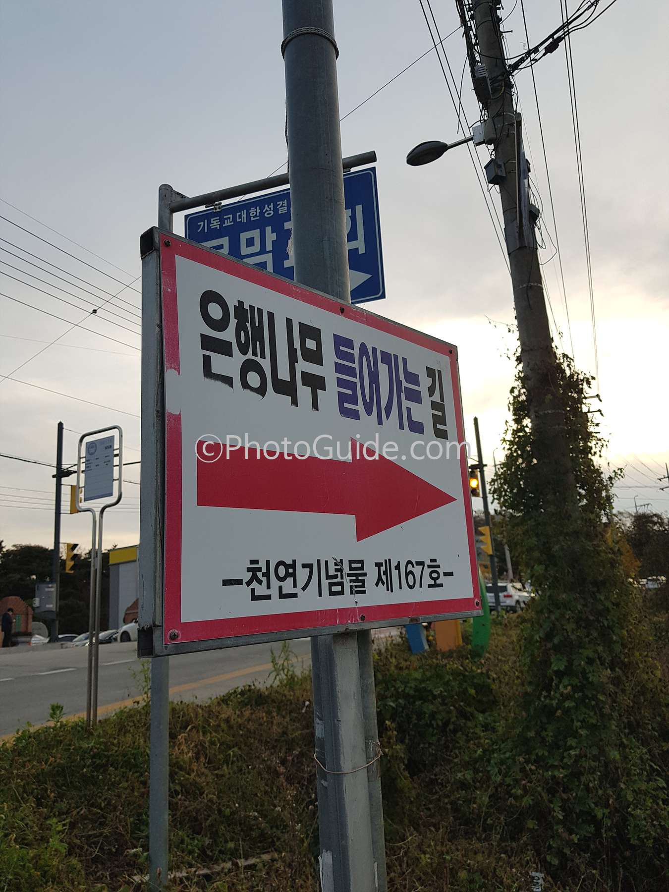 반계리 은행나무