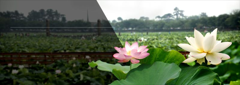 무안연꽃축제