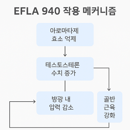 EFLA 940 작용 메커니즘 순서도