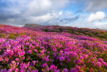 진달래 명소에 가서 감탄하며 찍은 사진
