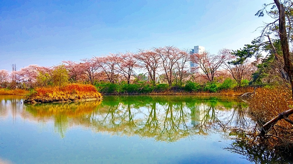 벚꽃 개화시기 축제
