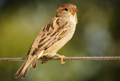 새꿈 상황별 해몽