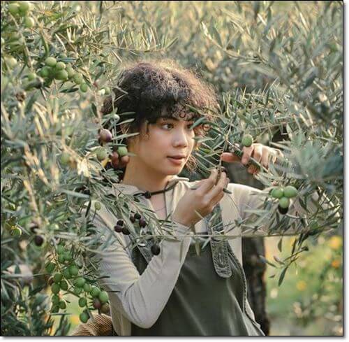 올리브를 수확하는 여성