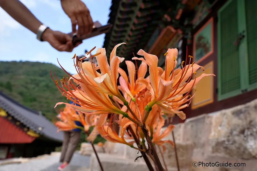 영광-불갑사-상사화-축제