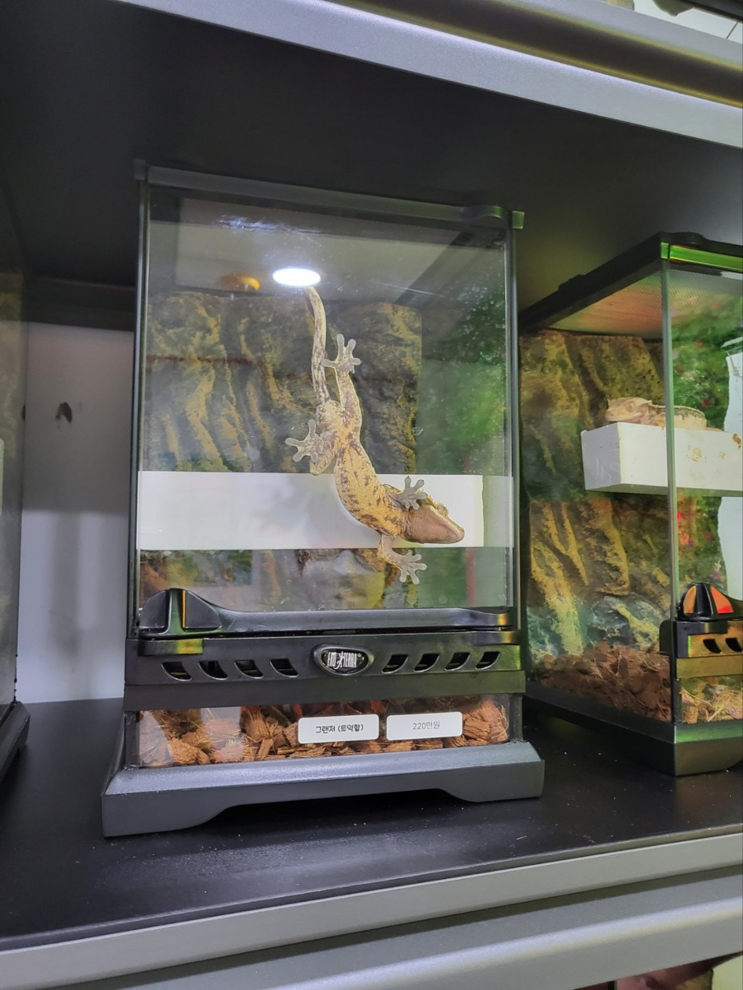 크레스티드 게코