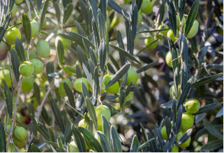 농식품 바우처 신청