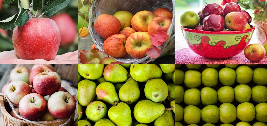 사과의 품종