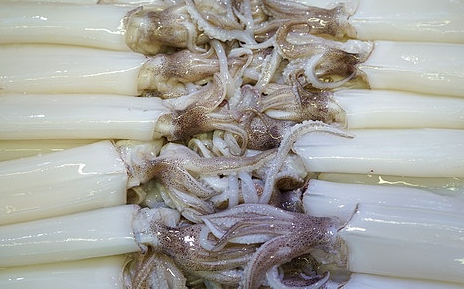 한치는 어떤 생물인가요?