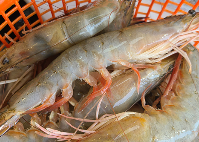 홍성 남당항 대하 축제