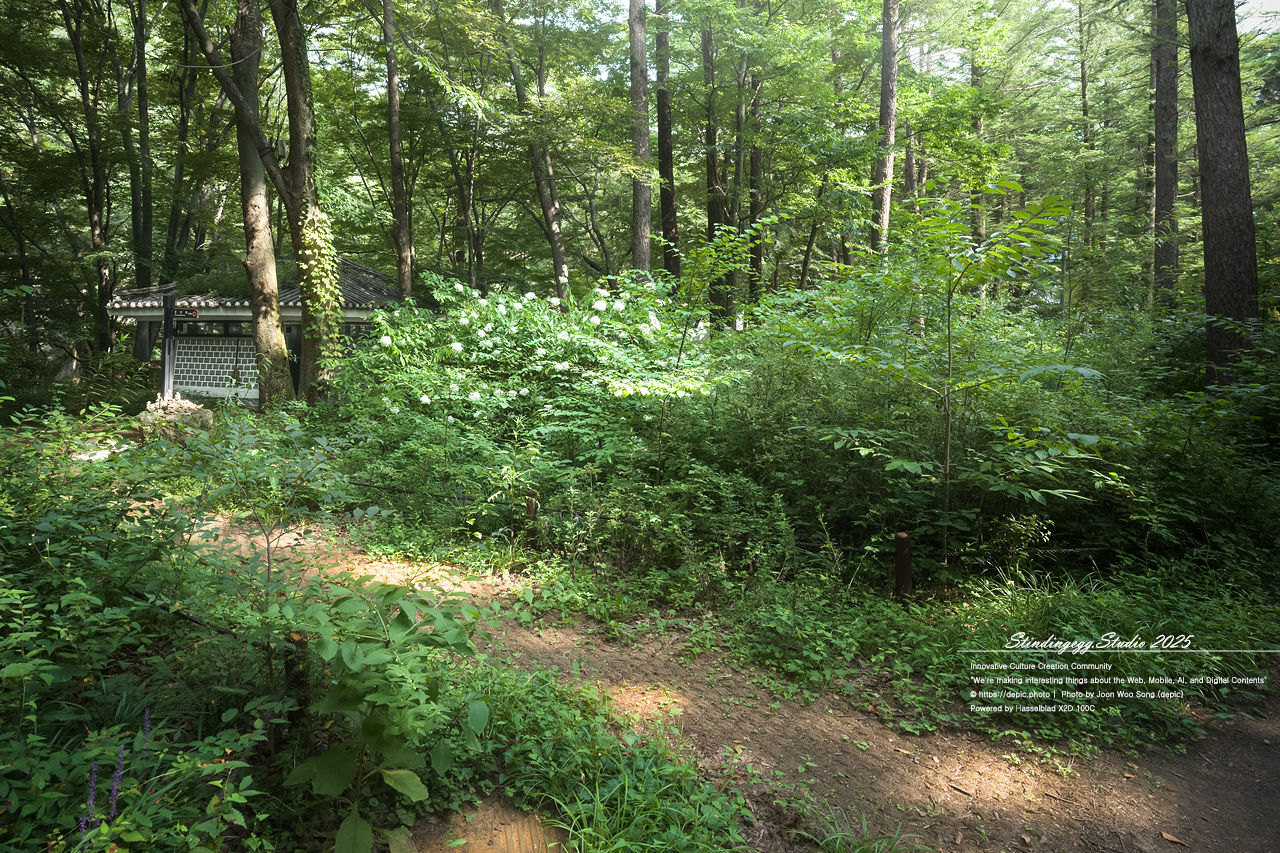 #보은 #법주사 #속리산 #생태탐방로 #속리산조각공원