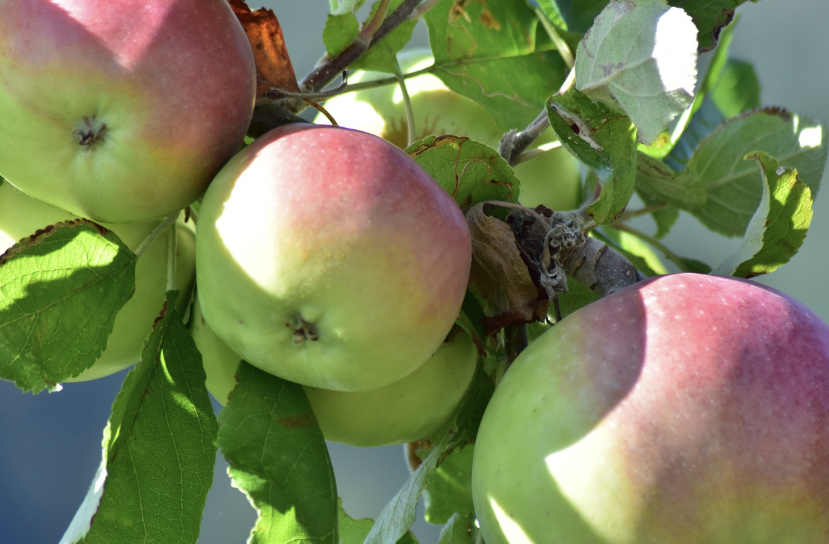 과실나무 비료주기 관련사진