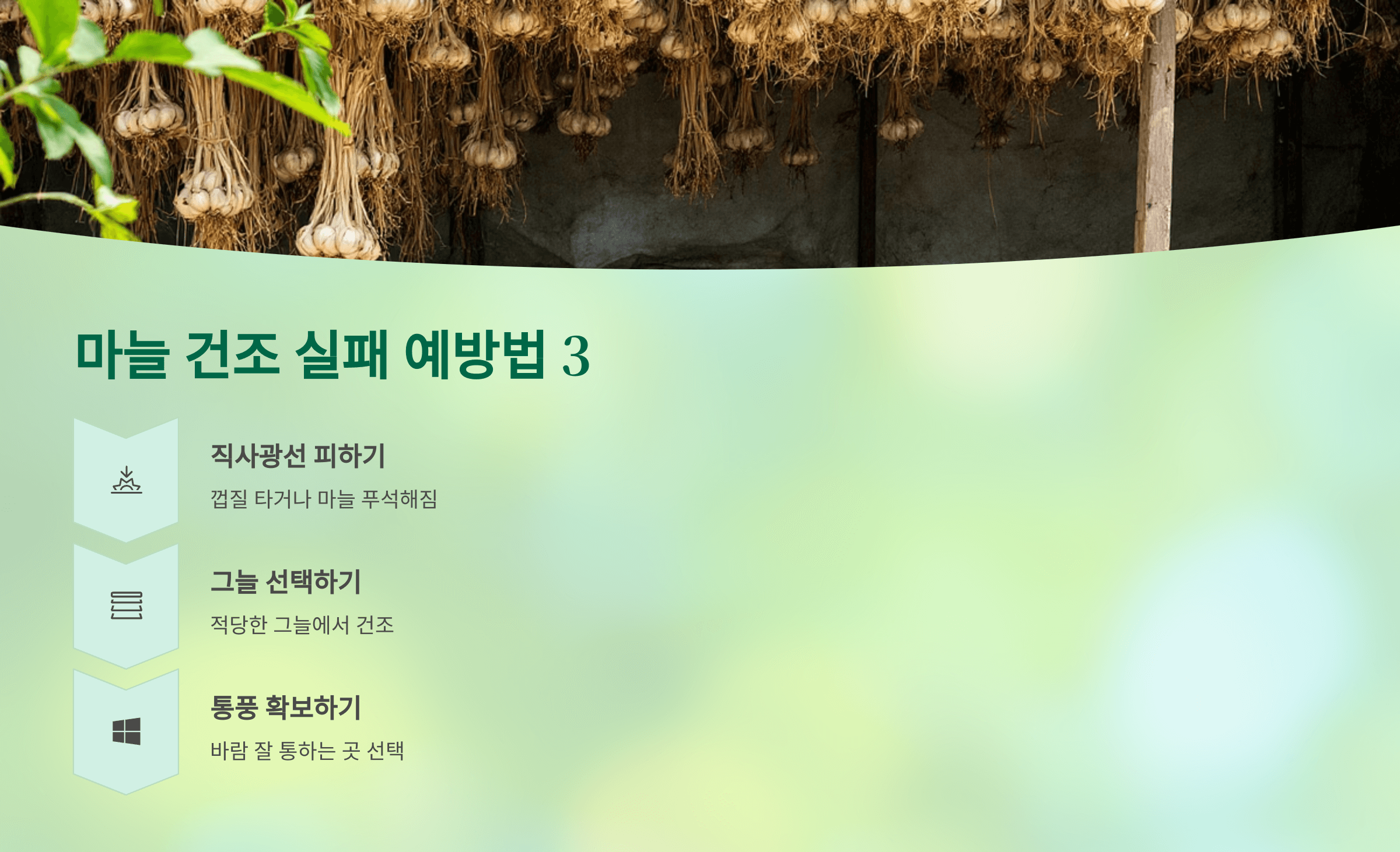 마늘 사진입니다.