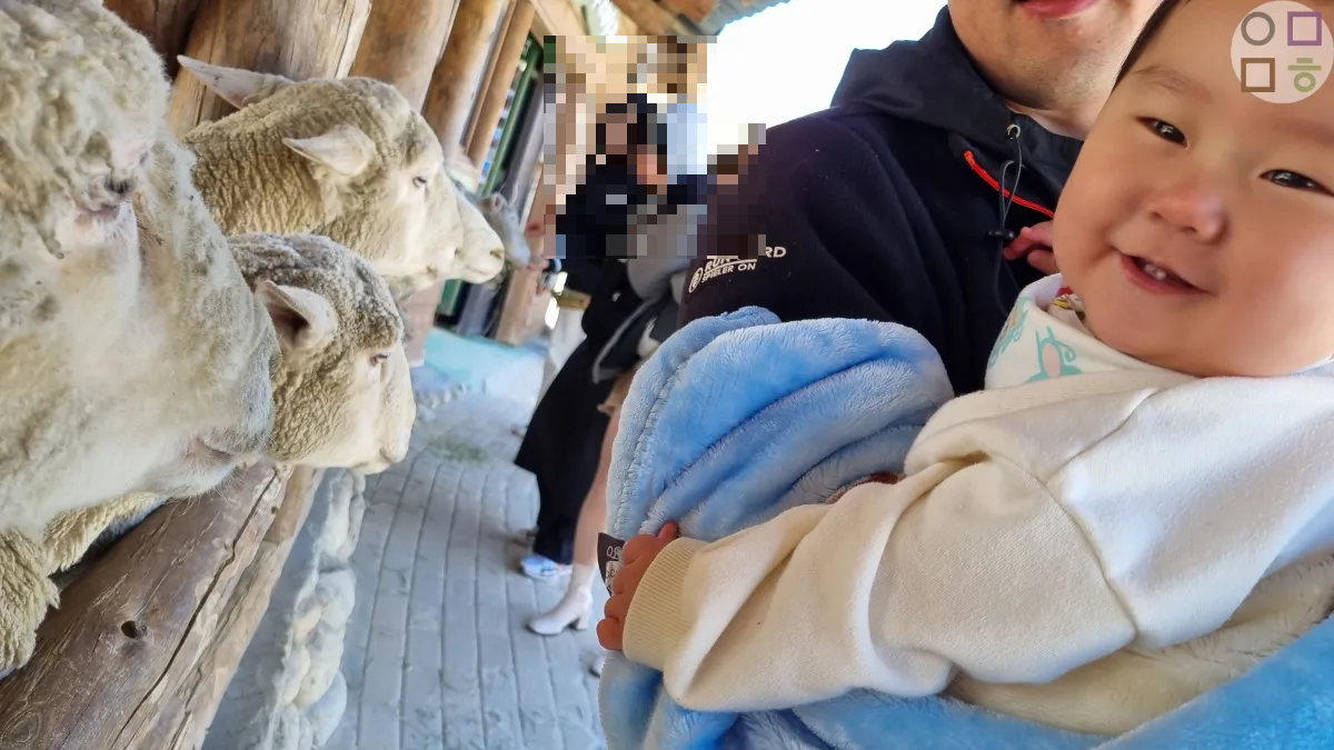 양떼를-보면서-초롱초롱-아기-반짝반짝