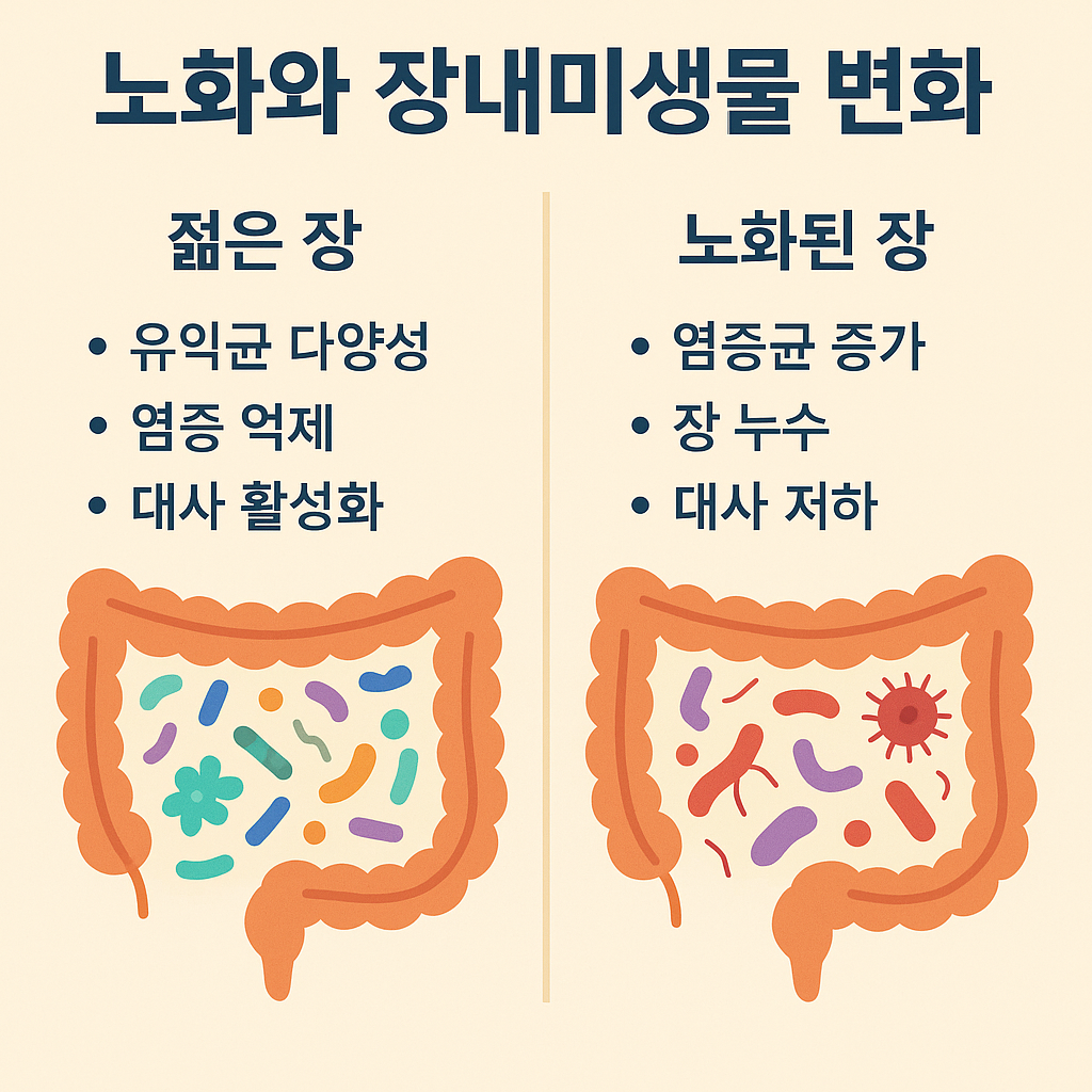 노화와 장내미생물 변화 관련 사진