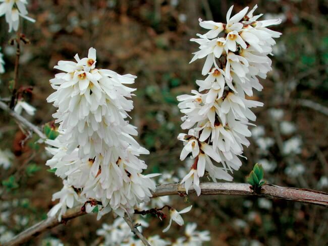 미선나무가 뒤늦게 발견된 이유