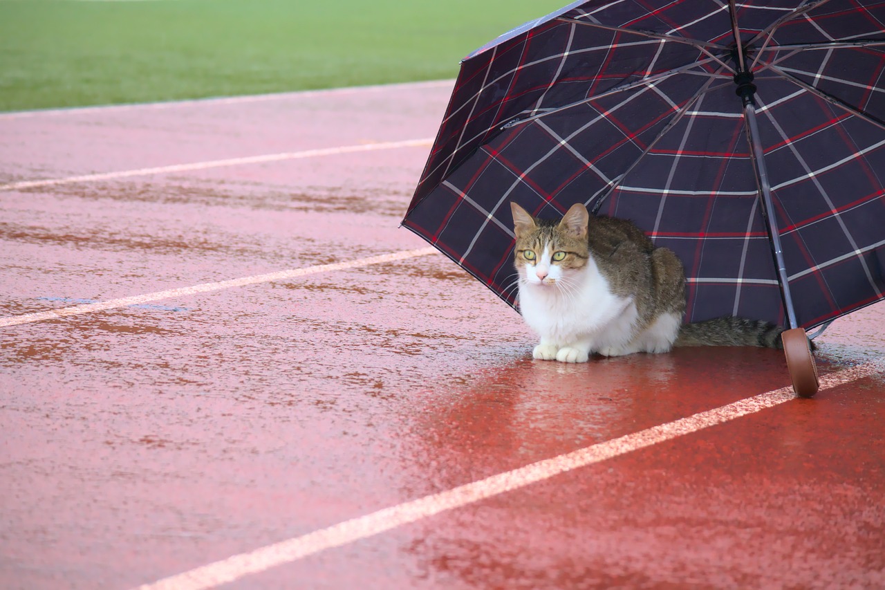 길거리에서 우산을 쓰고 있는 고양이