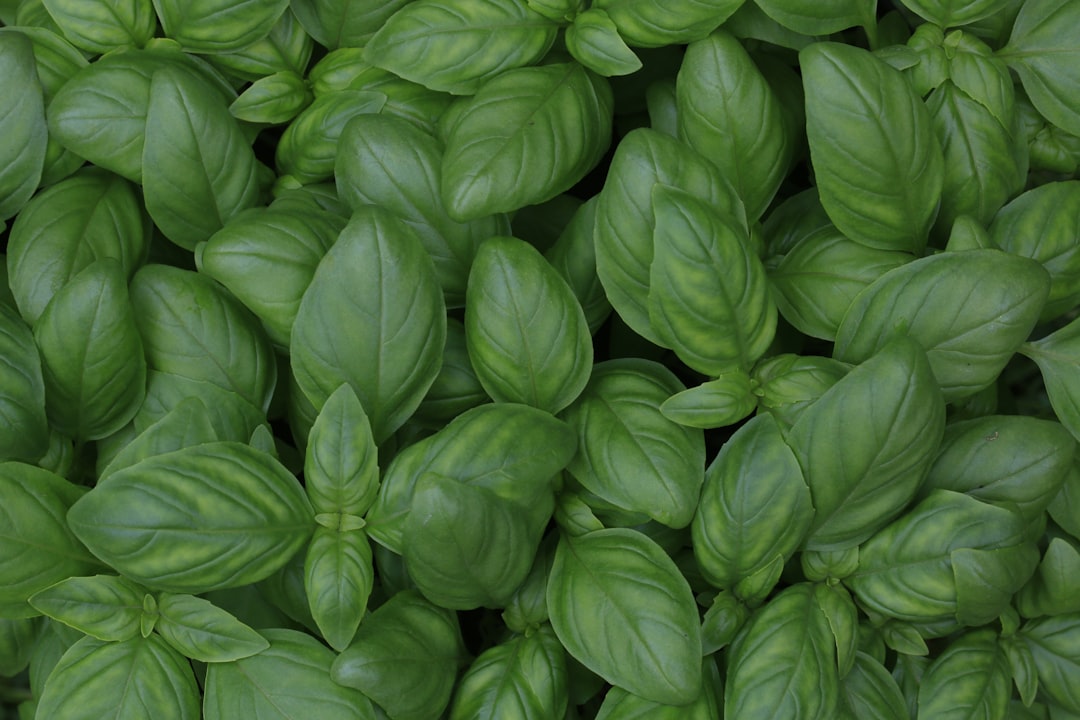 Herb