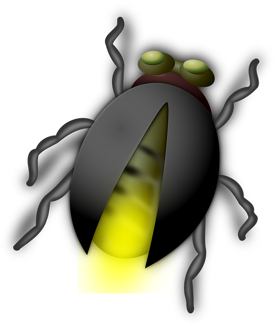 안터마을 반딧불이 축제 기본정보, 세부 일정, 프로그램