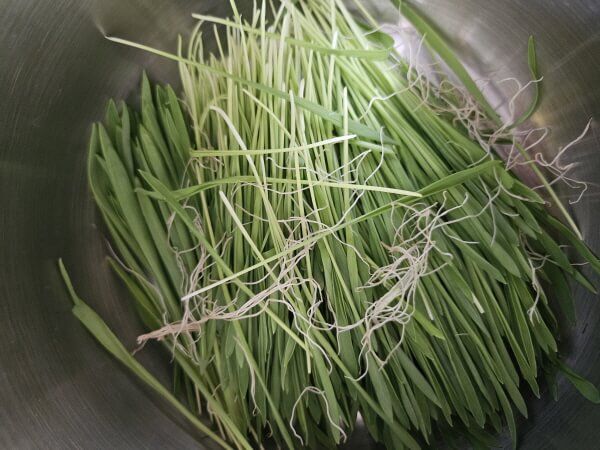 그릇에 담긴 새싹보리