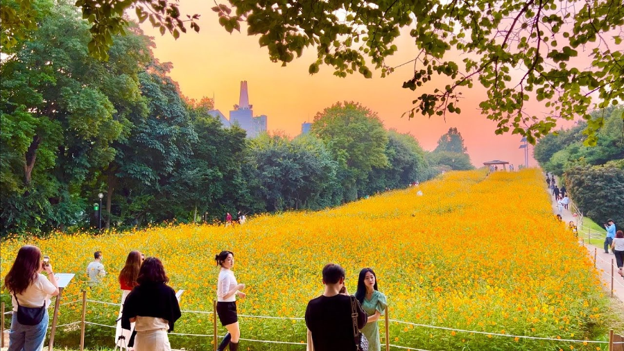 올림픽공원 들꽃마루 황화 코스모스란?