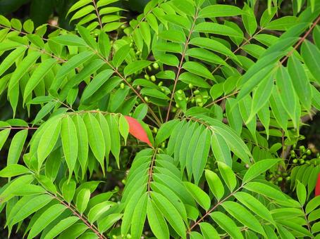 옻의 효능, 부작용 및 사용법 알아보기