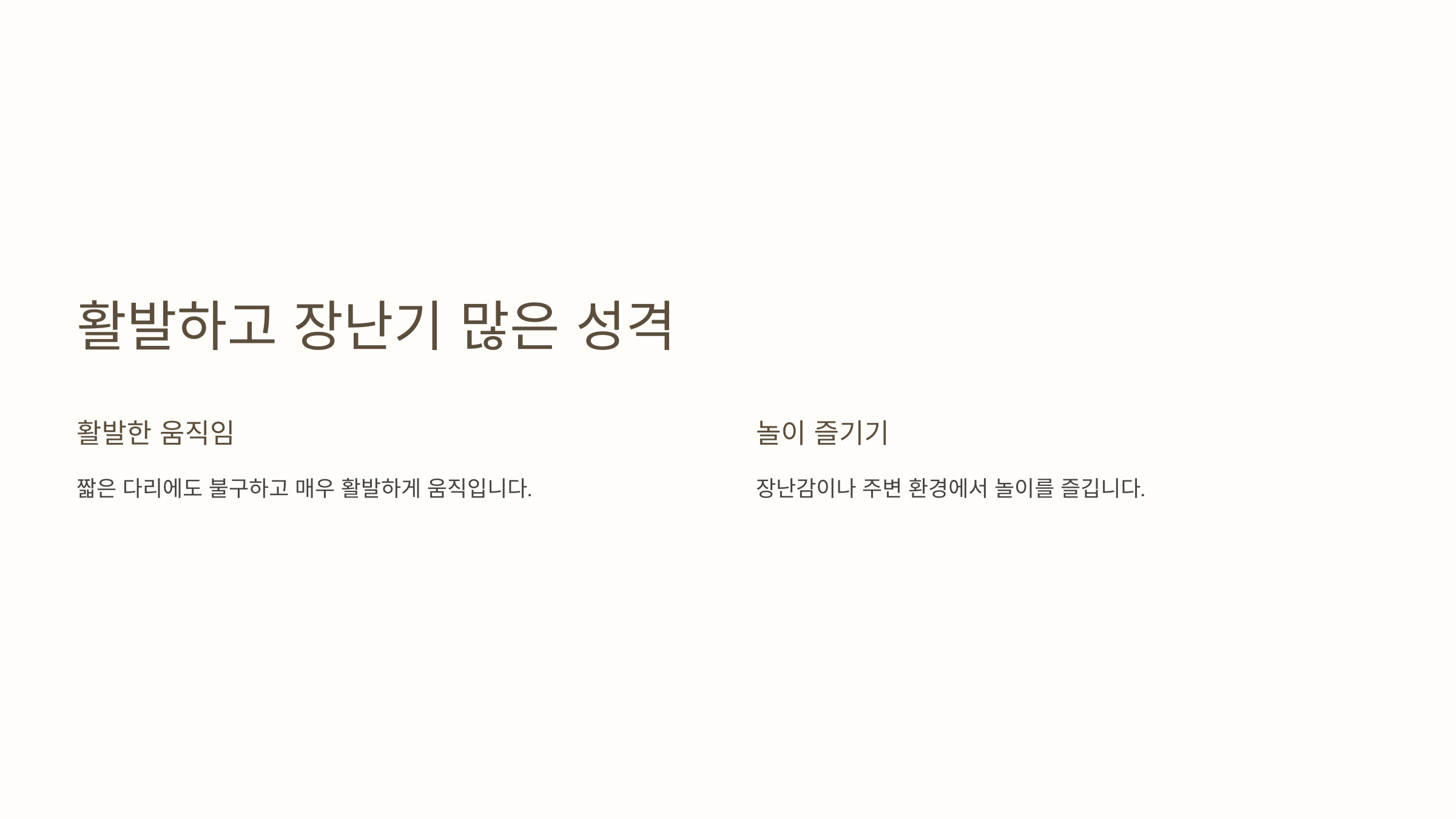 먼치킨 고양이 사진입니다.