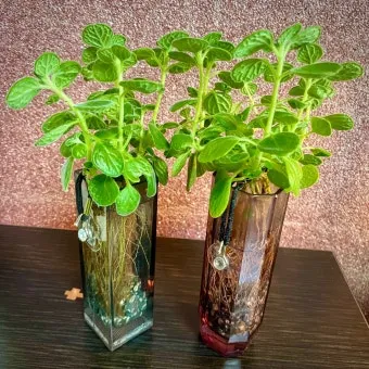 장미 재배 전정 시기 병해 예방 풍성한 개화_18