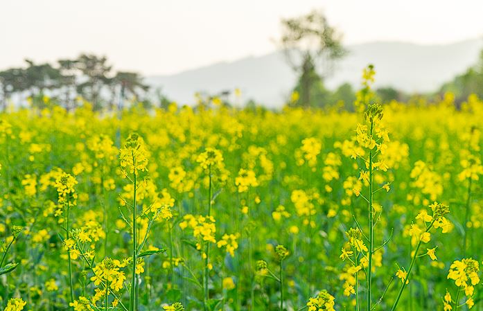구리 유채꽃 축제