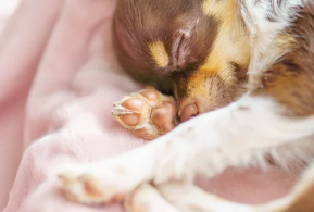 강아지 발바닥/출처:어도비스톡