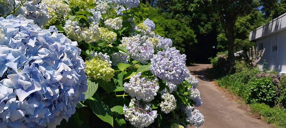 제주 동광리 수국 명소