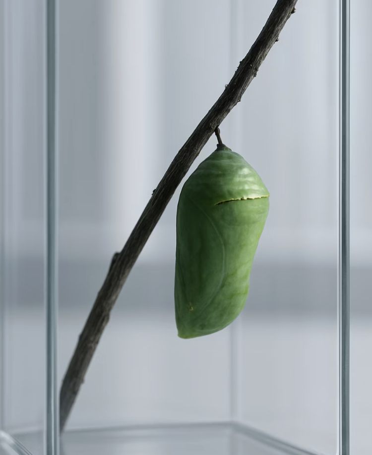 움직임을 멈춘 기다림의 시간, 번데기