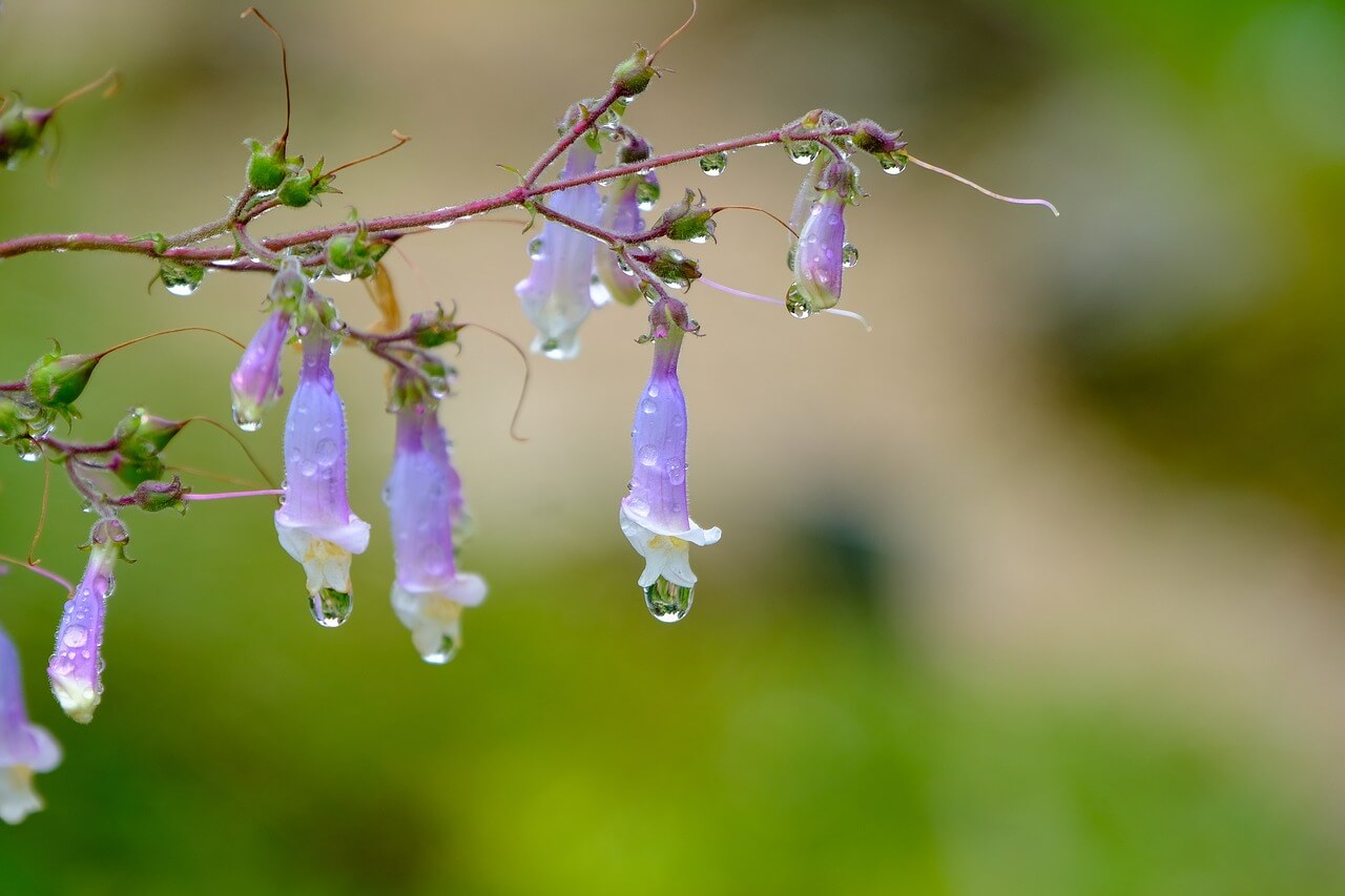 보라색의-예쁜-도라지-꽃