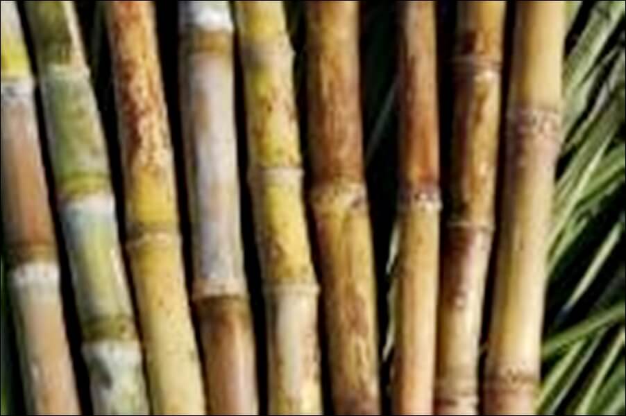 폴리코사놀 효능 부작용 총정리