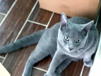 고양이 합사 방법 실패 스트레스 서열_5