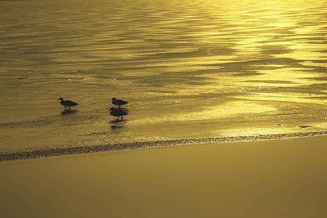 조선시대 방랑 시인들의 삶과 그들이 남긴 시