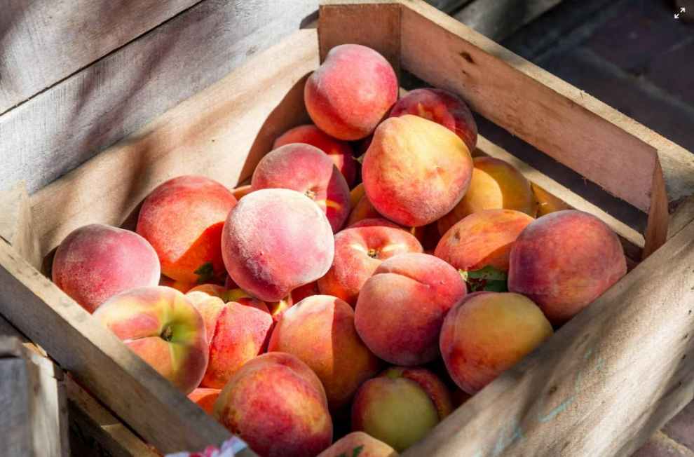 부천 소사복숭아축제