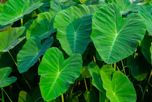 토란 효능 및 부작용, 먹을때 주의점