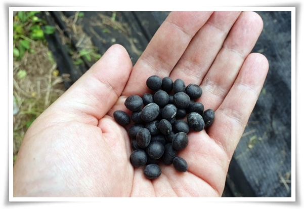 텃밭 "6월, 서리태 심으세요!" 내 손으로 직접 키워보는 검은 보석!