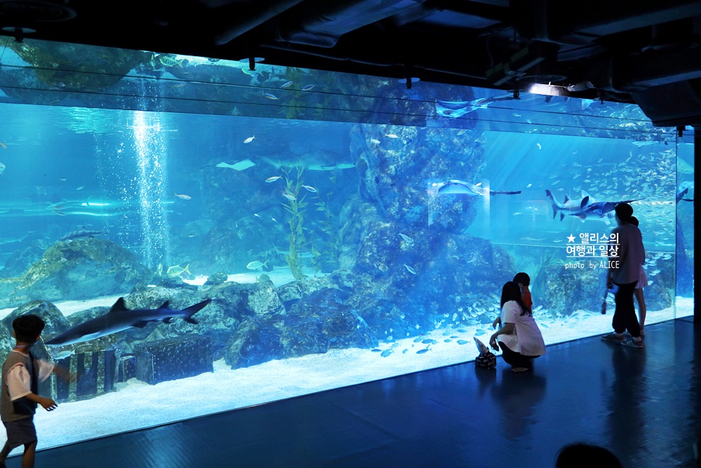 코엑스 아쿠아리움 입장권 할인예약 방법, 대중교통 가는 방법, 참물범 펭귄 비버 상어 보러가자!