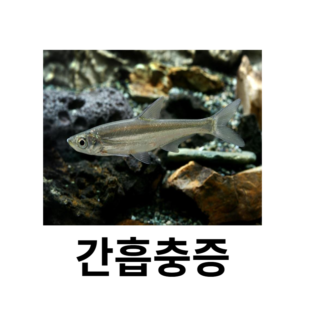 간흡충증과 관련된 사진입니다.