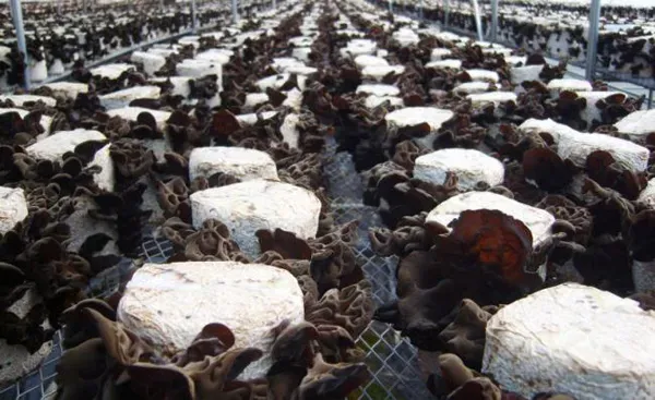 목이버섯 재배 원목 재배 수분 관리 위생 관리_7