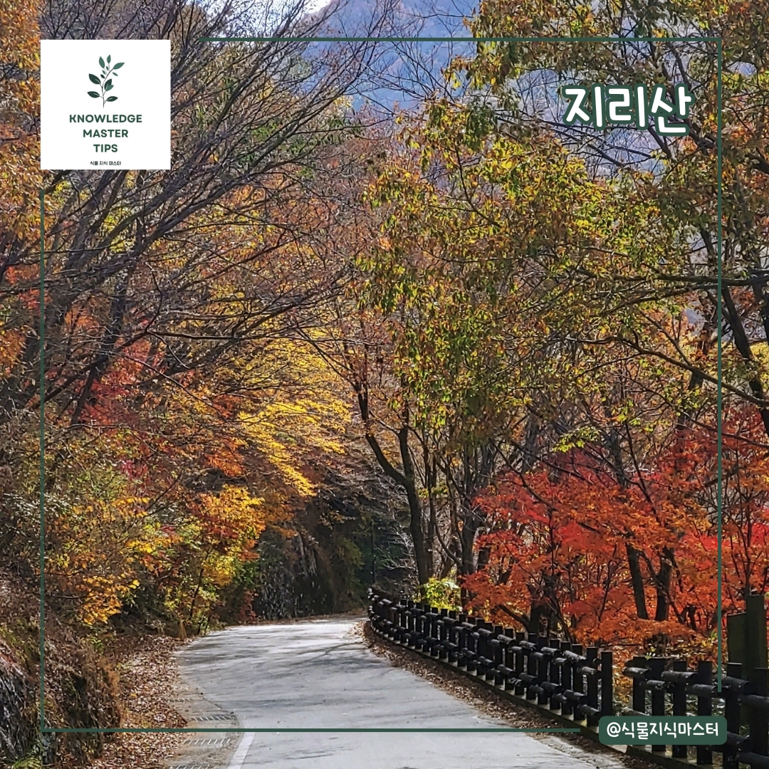 지리산 단풍